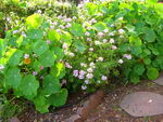 Rose Geranium